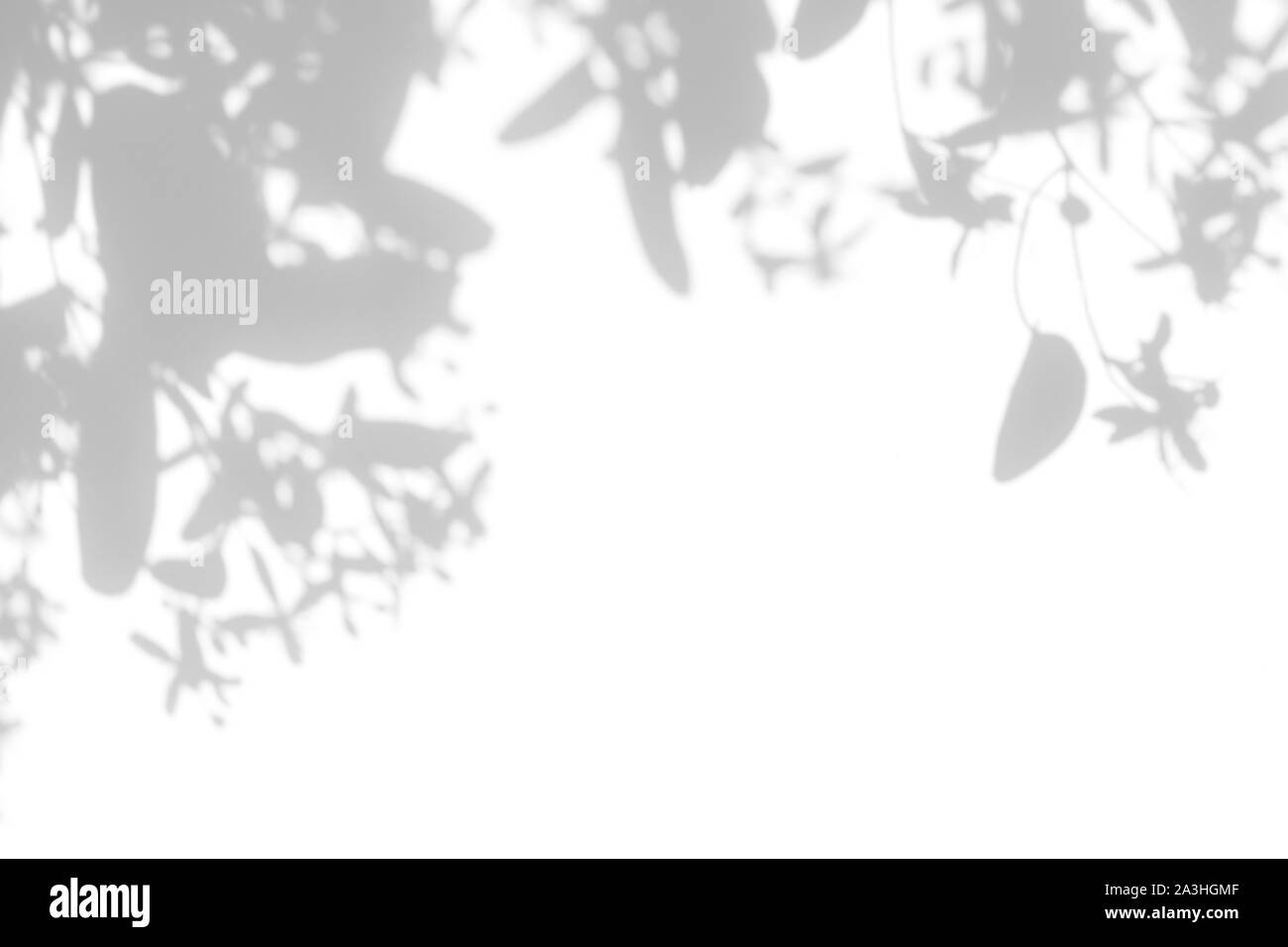 Overlay für Foto. Graue Schatten von zarten Blüten und Blätter auf einer weißen Wand. Abstrakten neutralen Charakter Konzept Hintergrund. Platz für Text. Blu Stockfoto