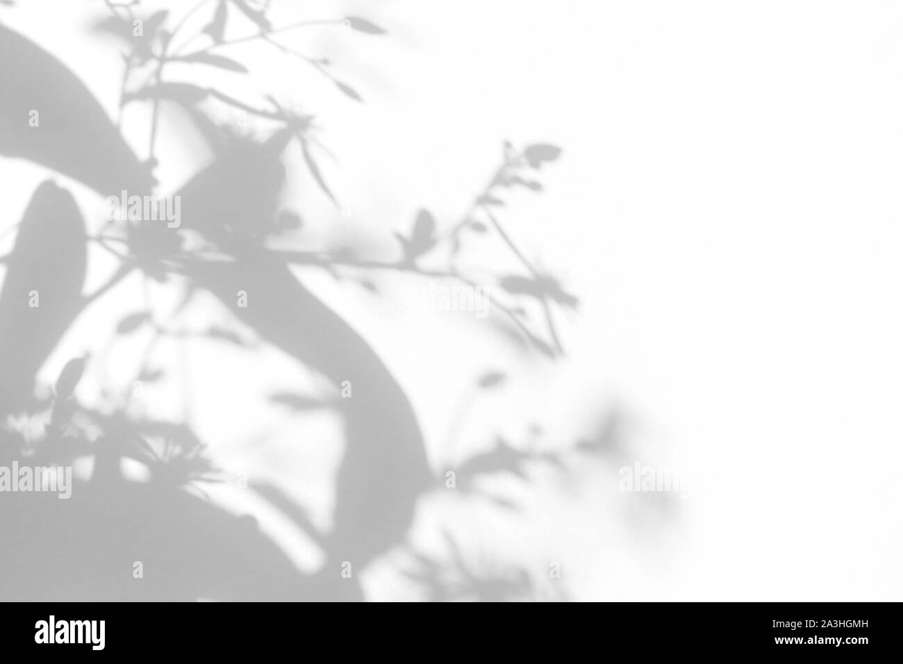 Overlay für Foto. Graue Schatten von zarten Blüten und Blätter auf einer weißen Wand. Abstrakten neutralen Charakter Konzept Hintergrund. Platz für Text. Blu Stockfoto
