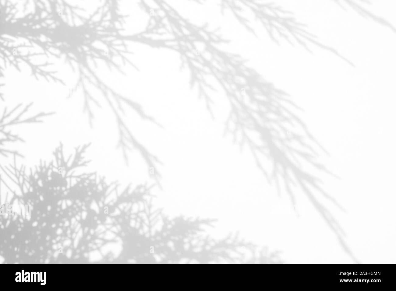 Graue Schatten von wacholder Nadeln auf eine weiße Wand. Abstrakten neutralen Charakter Konzept Hintergrund. Platz für Text. Stockfoto