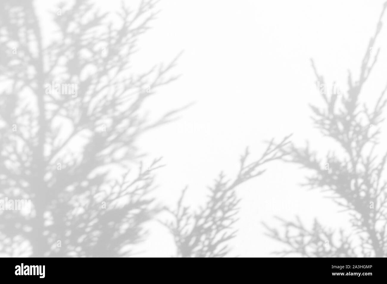 Graue Schatten von wacholder Nadeln auf eine weiße Wand. Abstrakten neutralen Charakter Konzept Hintergrund. Platz für Text. Stockfoto