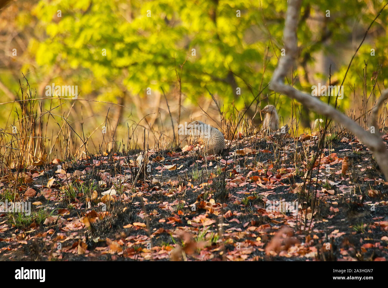 Banded mongoose (Mungos mungo) im Kafue National Park. Sambia Stockfoto