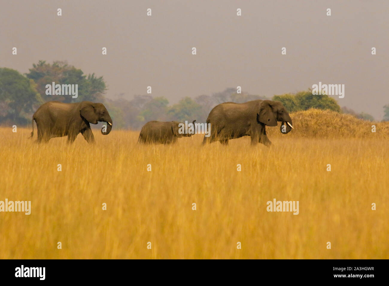 2 Frauen im afrikanischen Busch Elefant (Loxodonta africana) Schutz ein Baby Elefant. Busanga Plains. Kafue National Park. Sambia Stockfoto