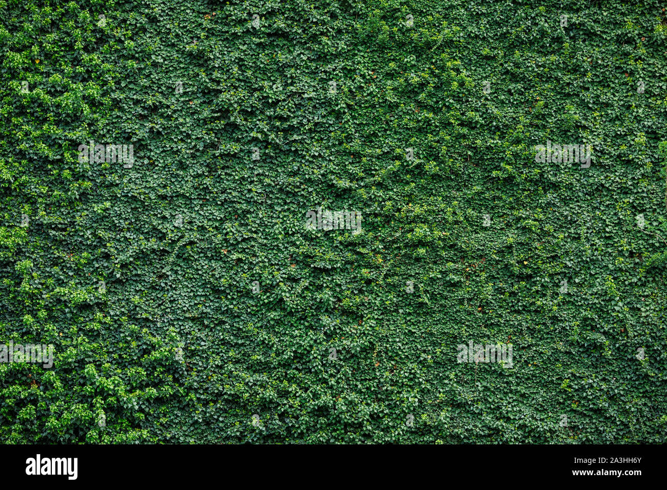 Klettern an der Wand fallenden Blätter natürliche Textur Hintergrund Stockfoto