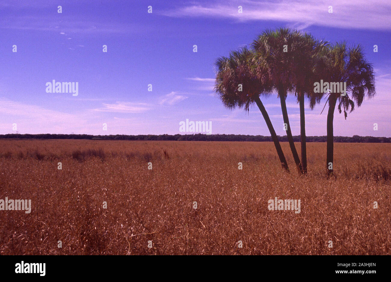 Palmen am Myakka River State Park Stockfoto