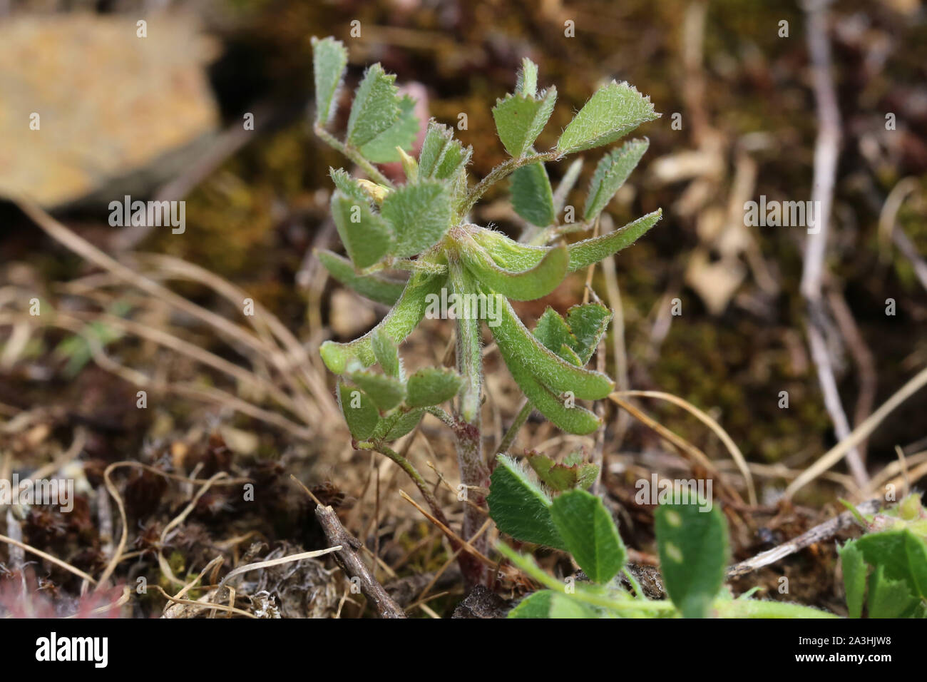 Trigonella monspeliaca Stockfoto