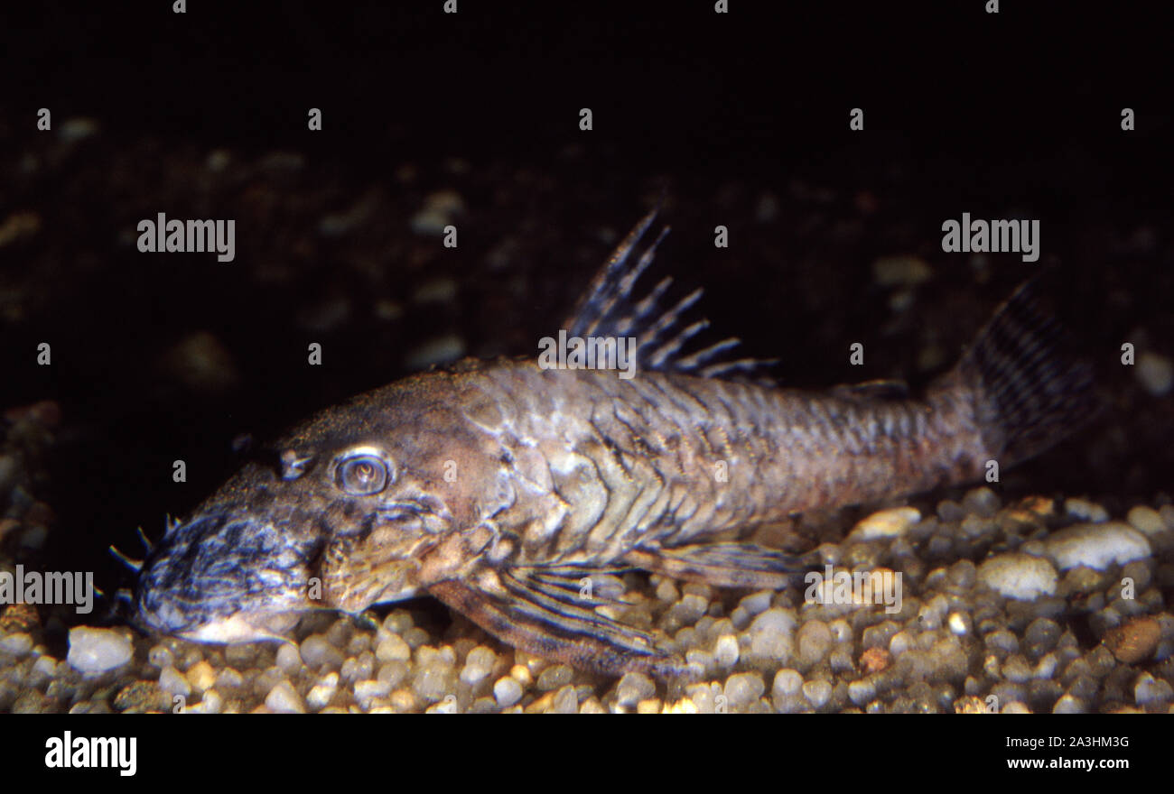 Bakterien- und Pilzinfektionen der Krankheit in den Borsten - Nase Wels (Ancistrus sp.) im Aquarium Stockfoto