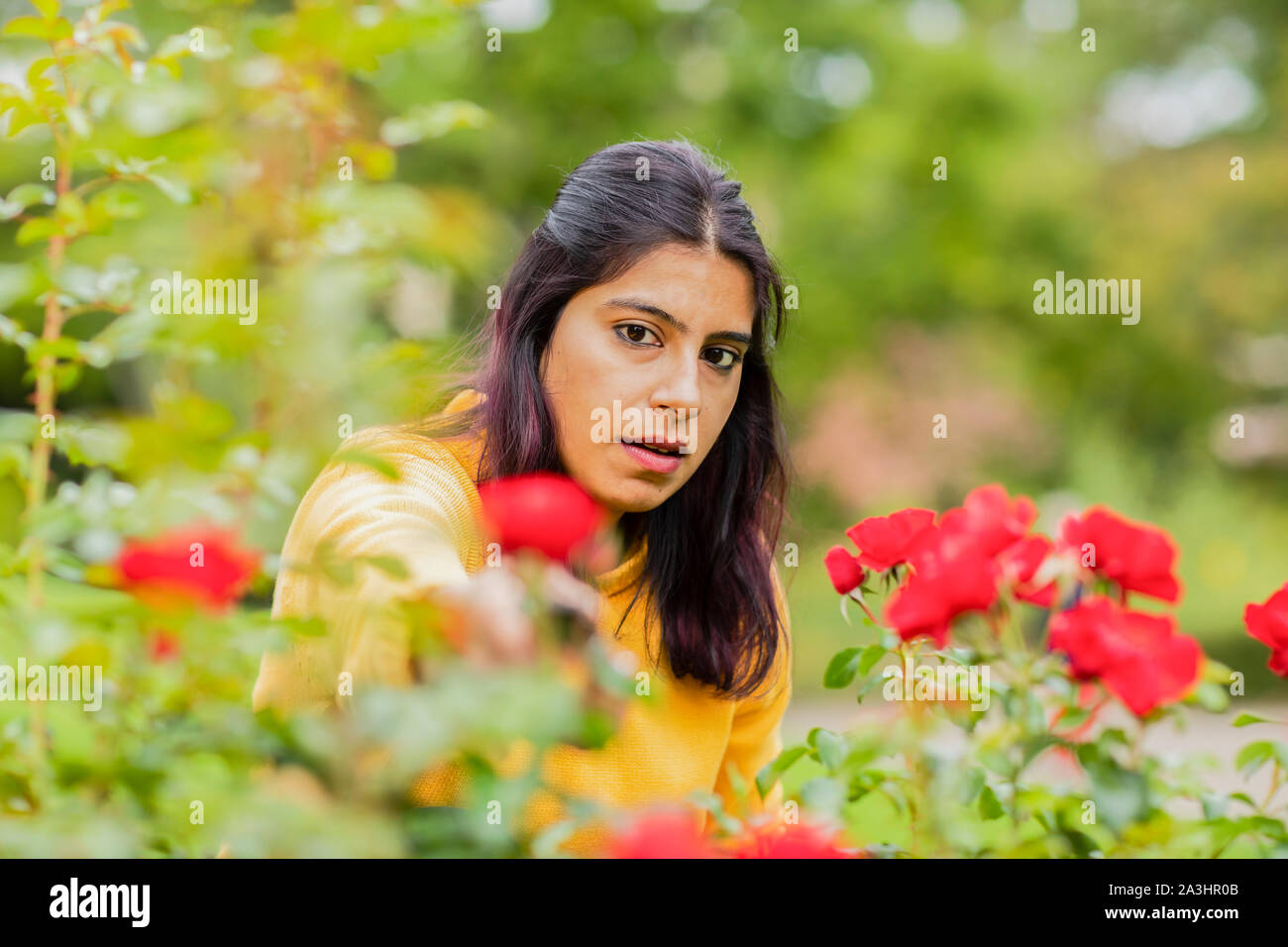Junge Frau außerhalb schneiden Rosen Stockfoto