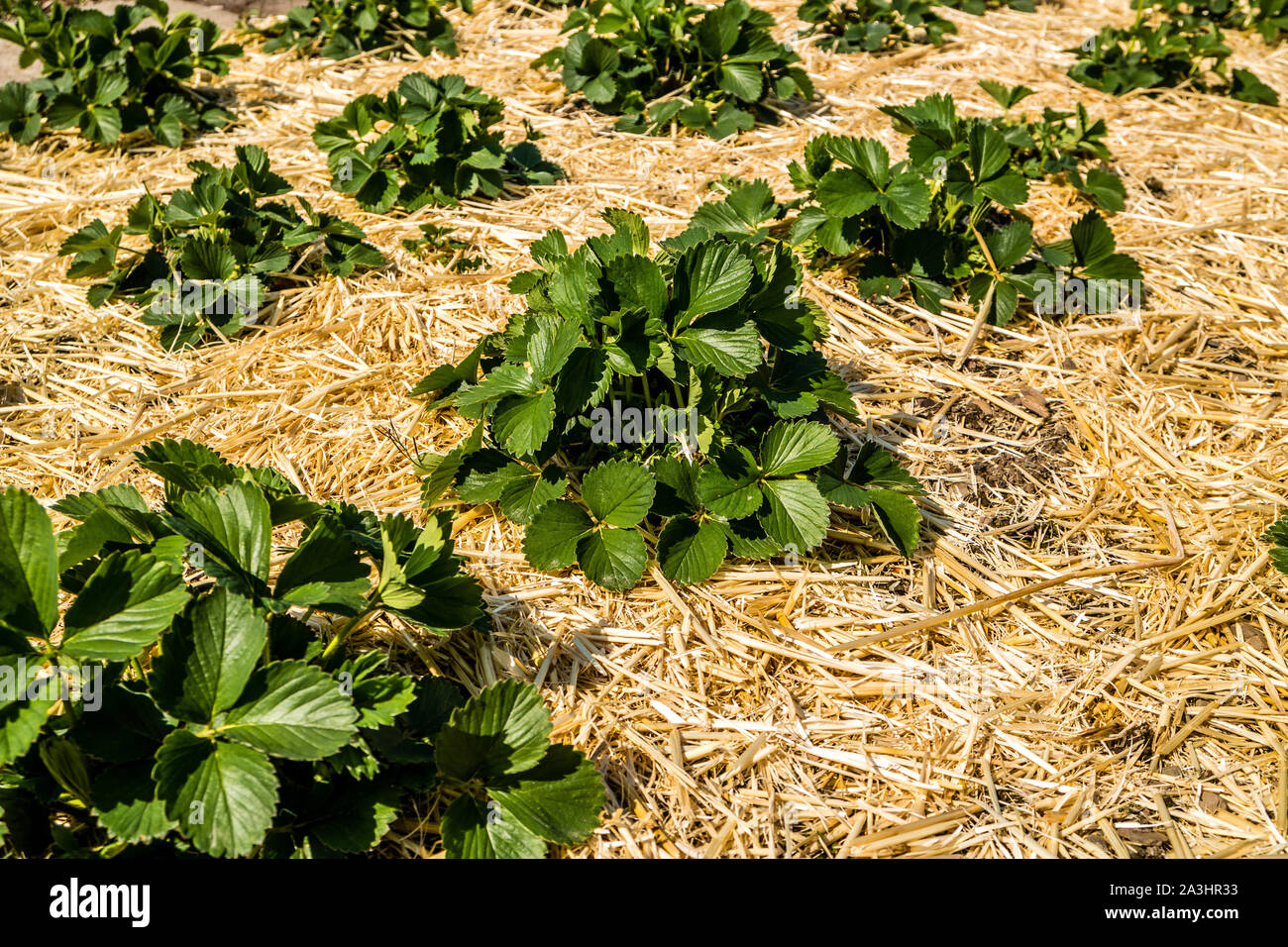 Erdbeeren Pflanzen im Garten Stockfoto