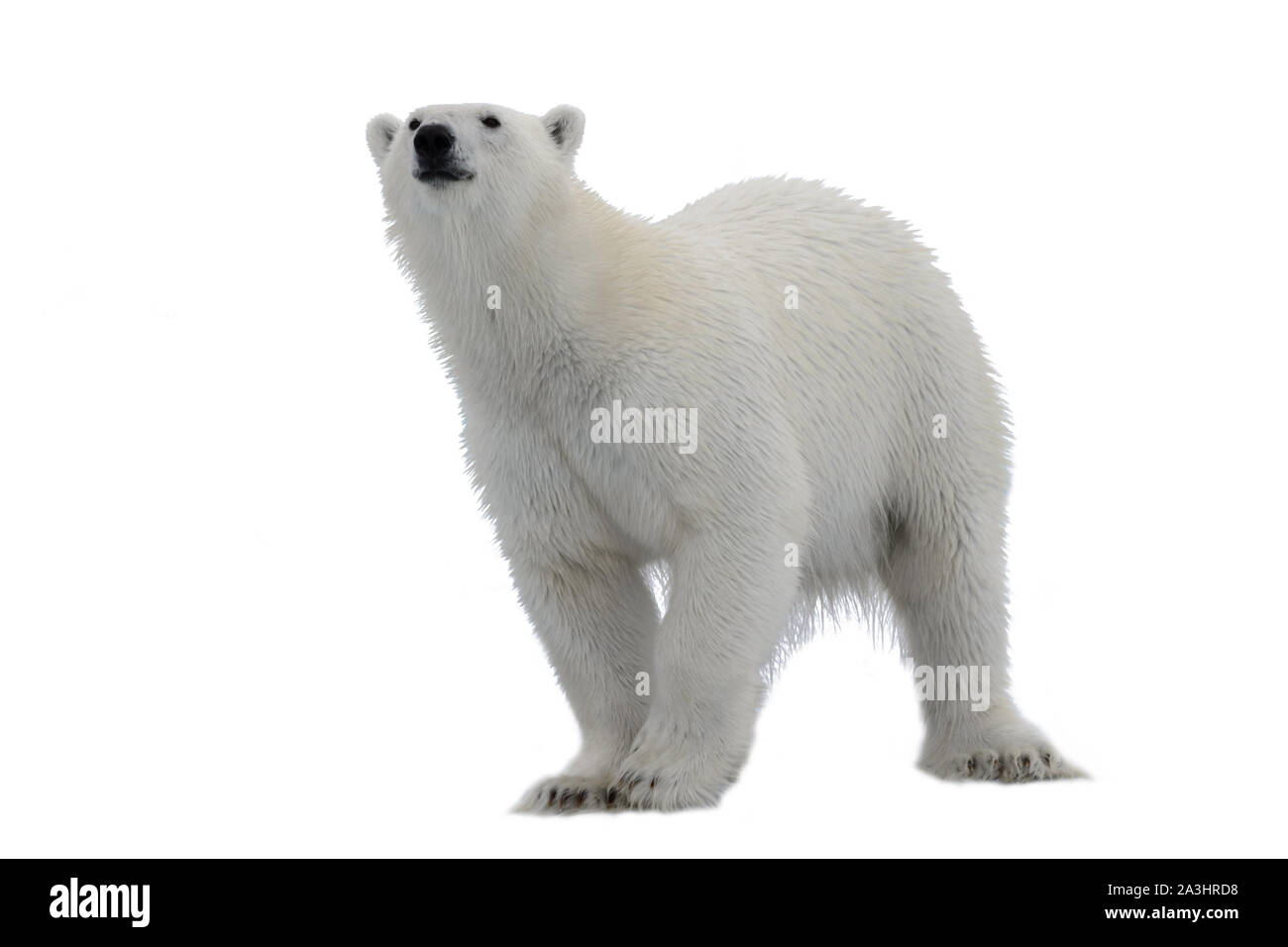 Wilde Eisbären auf Packeis in der Arktis Stockfoto