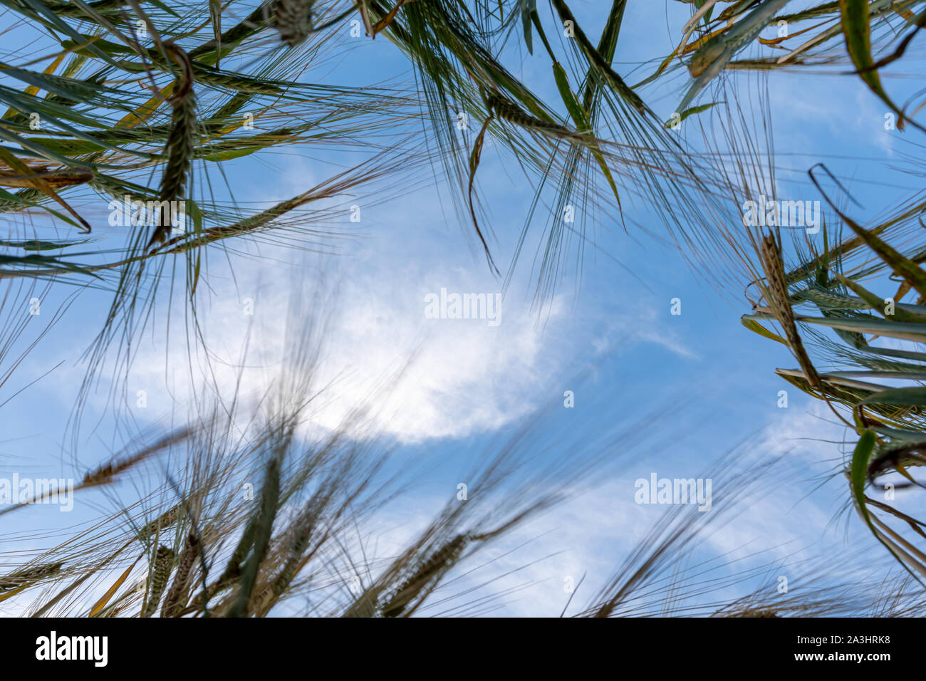 Blick in den Himmel von der Erde umgeben von Gerste Stockfoto