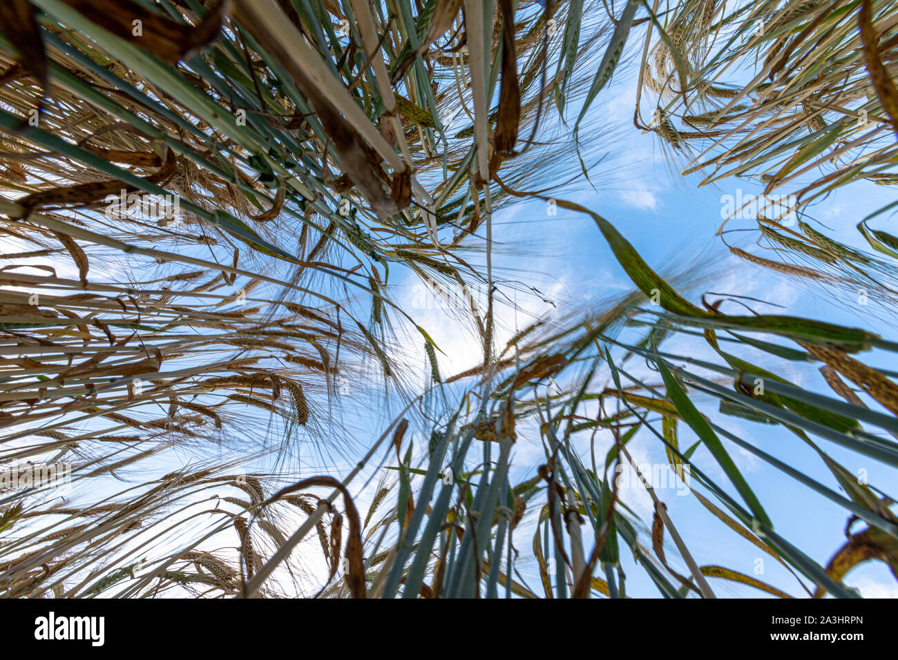 Blick in den Himmel von der Erde umgeben von Gerste Stockfoto