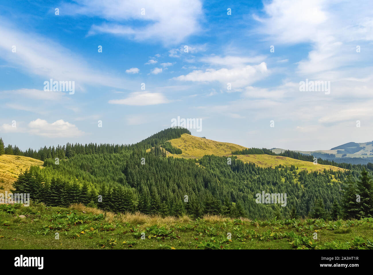 Sommer Landschaft in den Karpaten. Blick auf einem Bergrücken im Fichtenwald Stockfoto
