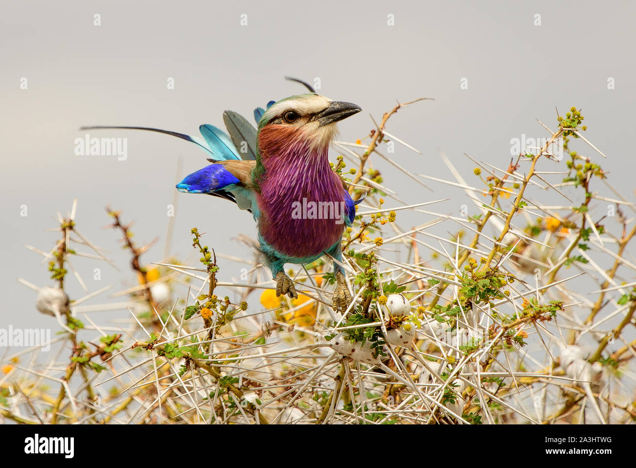 Lilac breasted Roller gehockt Stockfoto