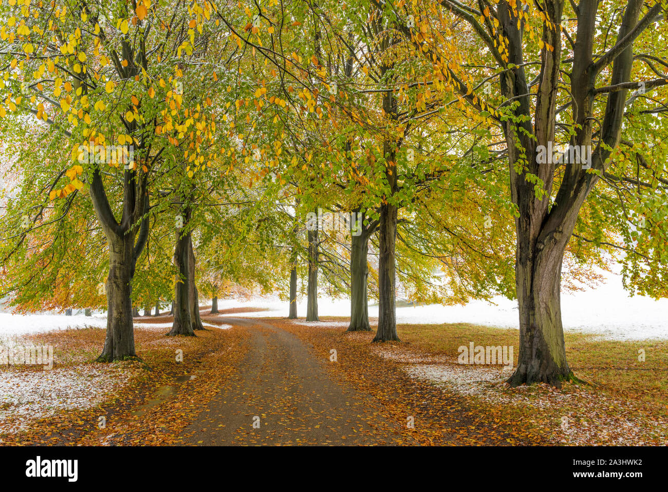 Herbst Schnee in Studley Royal Park, Ripon, North Yorkshire. Stockfoto