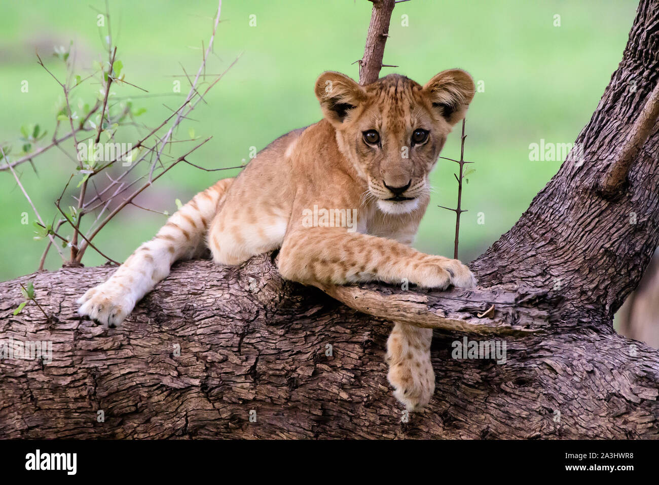 Lion Cub auf dem Zweig eines gefallenen Baum Stockfoto