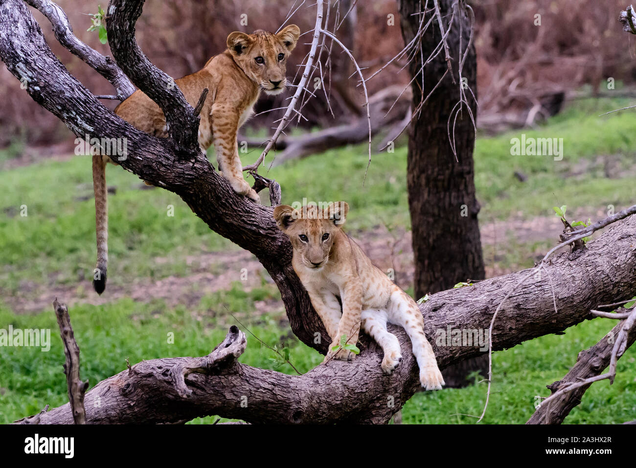 Löwenbabys im Spiel Stockfoto