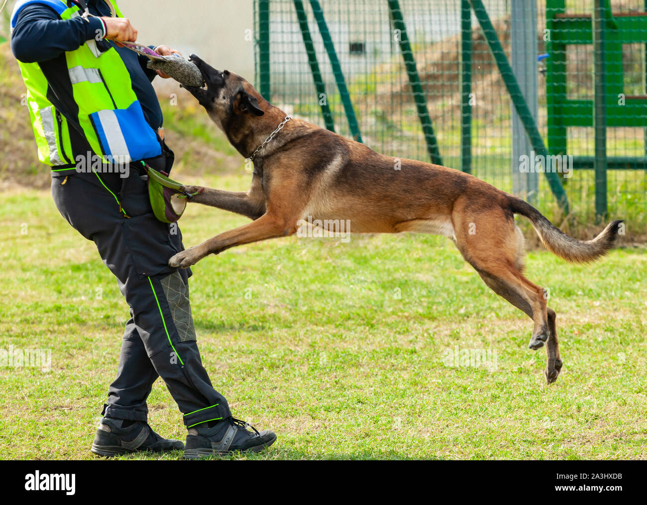 Training Hund beißt ein Objekt in den Händen der Trainer. Stockfoto