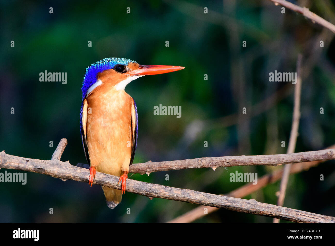 Malachit-Eisvogel thront auf einem Ast Stockfoto