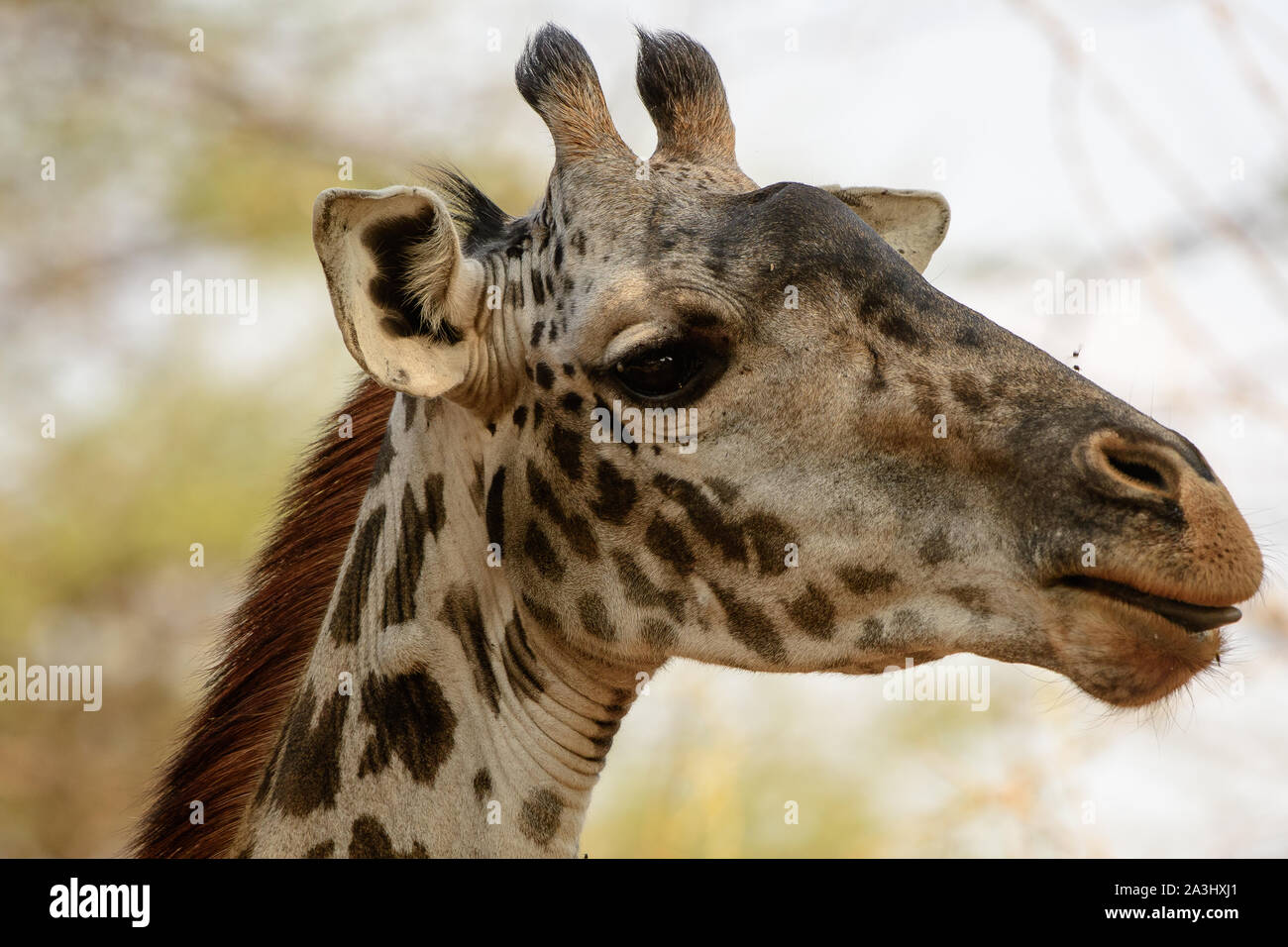 Schuss in den Kopf einer Giraffe Stockfoto