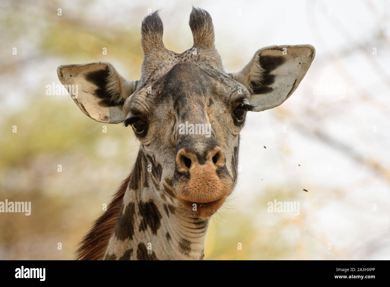 Schuss in den Kopf einer Giraffe Stockfoto