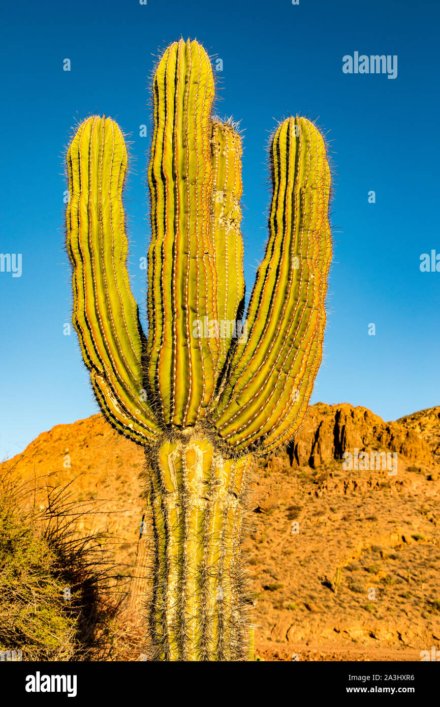 Giant cardon cactus -Fotos und -Bildmaterial in hoher Auflösung – Alamy