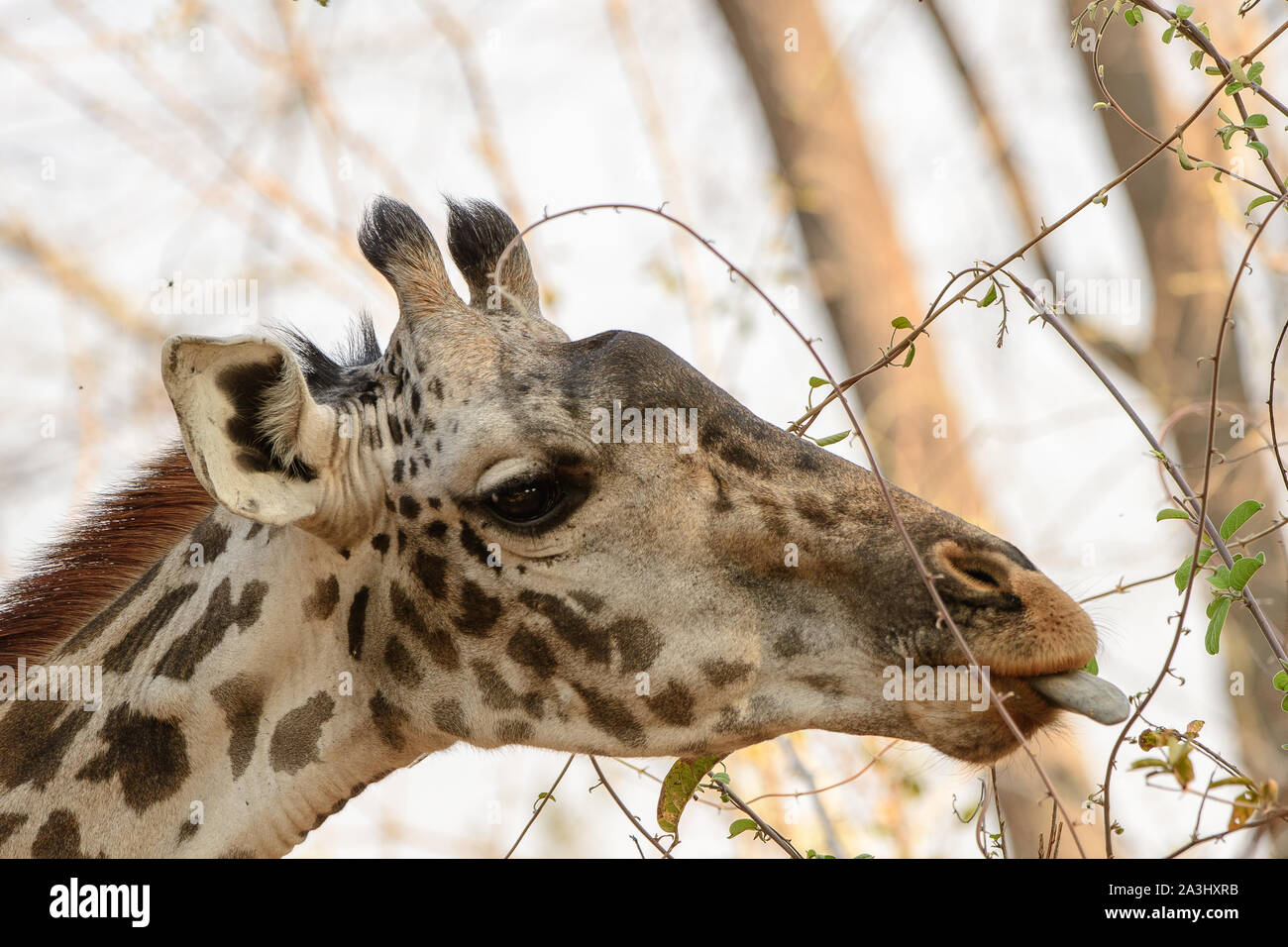 Schuss in den Kopf einer Giraffe Stockfoto