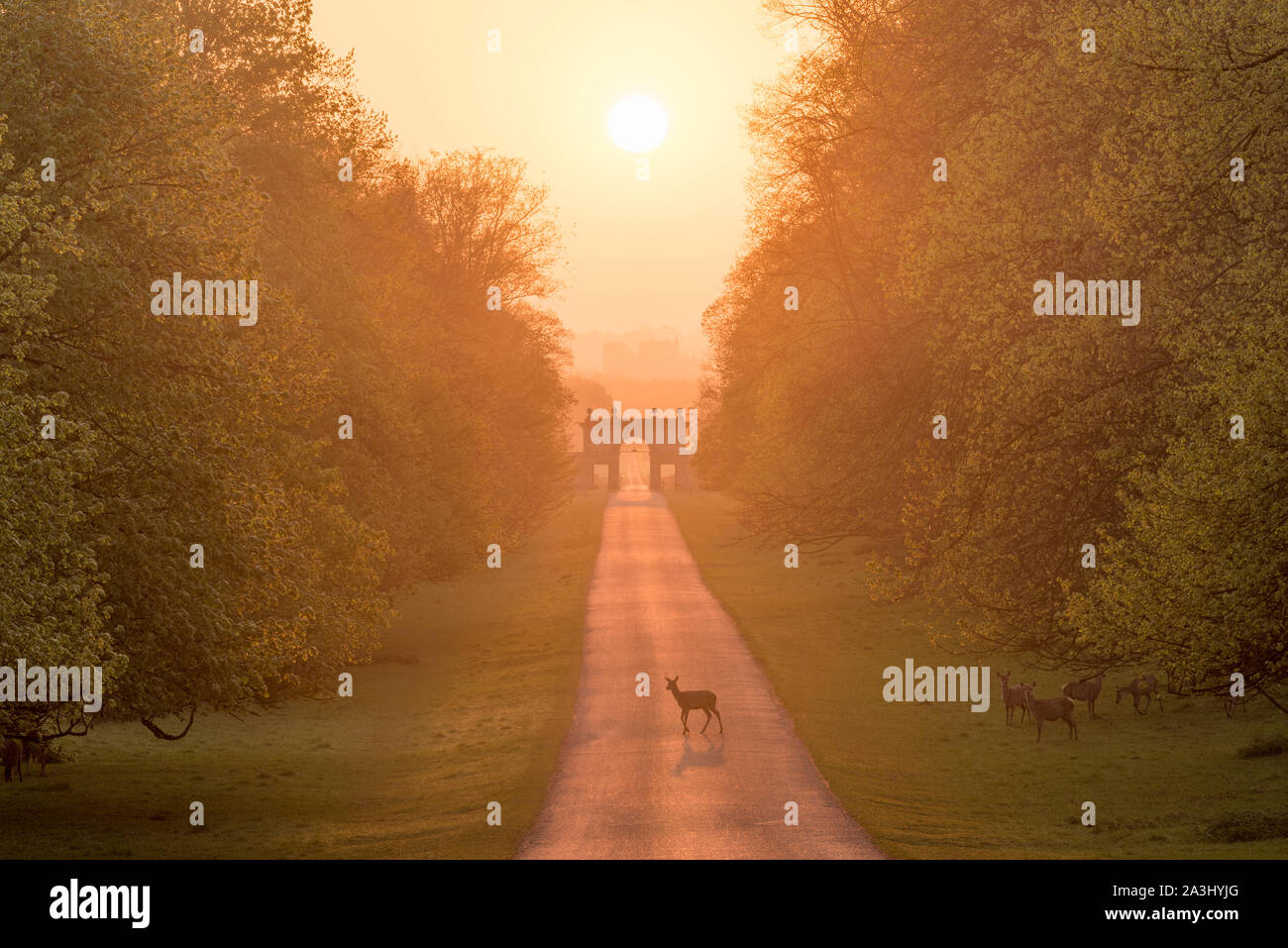 Rotwild in Studley Royal Park, Ripon, North Yorkshire. Stockfoto