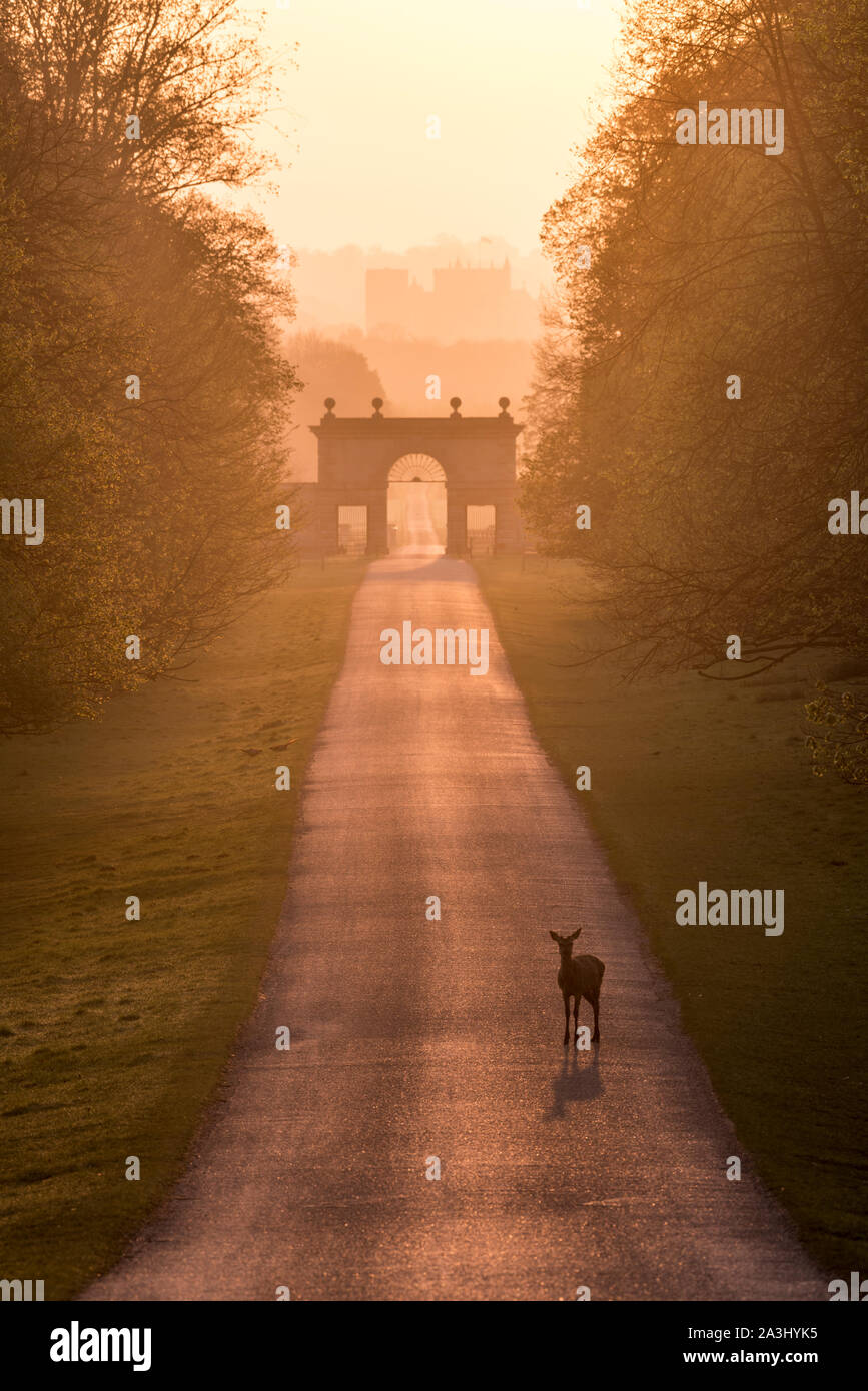 Rotwild in Studley Royal Park, Ripon, North Yorkshire. Stockfoto