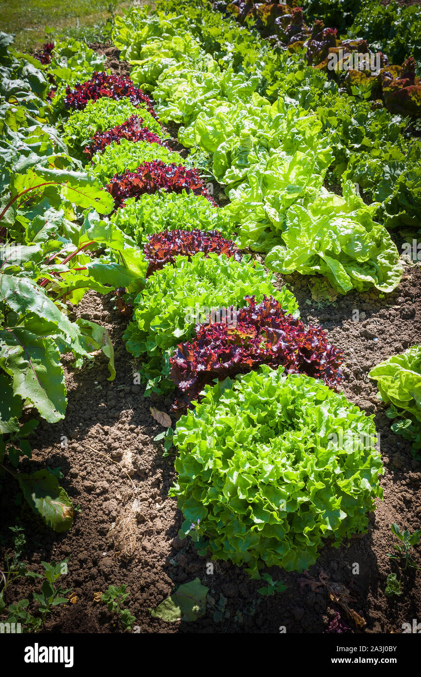 Reihen von kopfsalat Pflanzen in Somerset Gemüsegarten im Juni mit verschiedenen farbigen Blätter und Sorten, die in Großbritannien Stockfoto