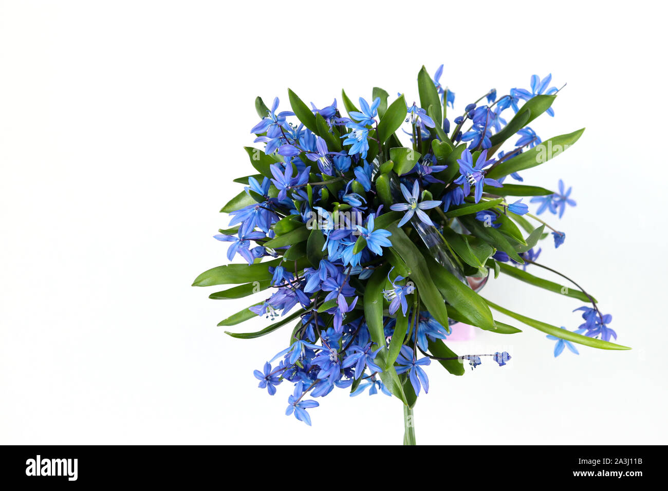 Blumenstrauß aus Wald Schneeglöckchen auf weißem Hintergrund Stockfoto