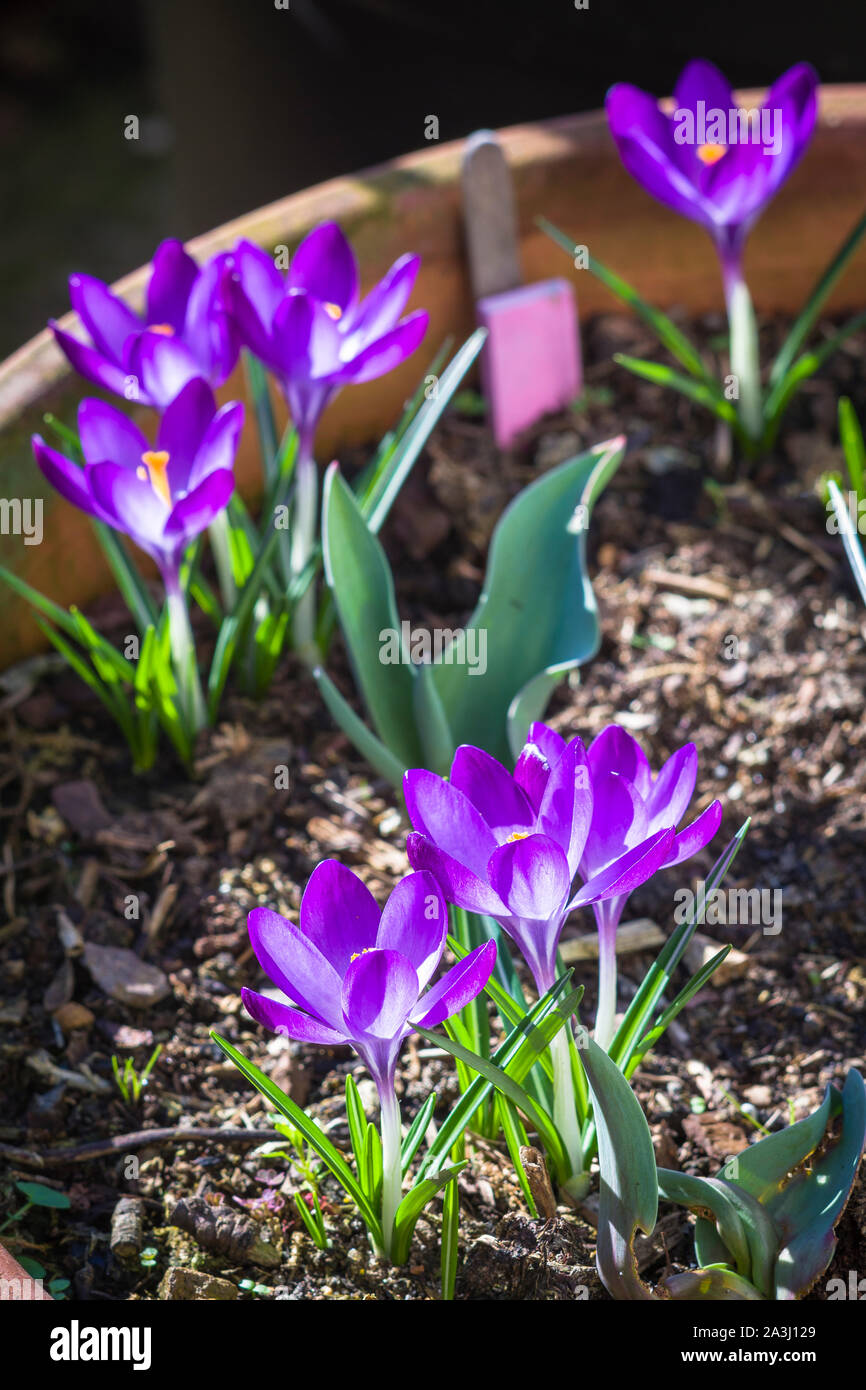 Eine Pflanzmaschine wird lebendig im Februar, wenn krokusse, so lange ruhenden u, Burst in bunten Leben in Großbritannien Stockfoto