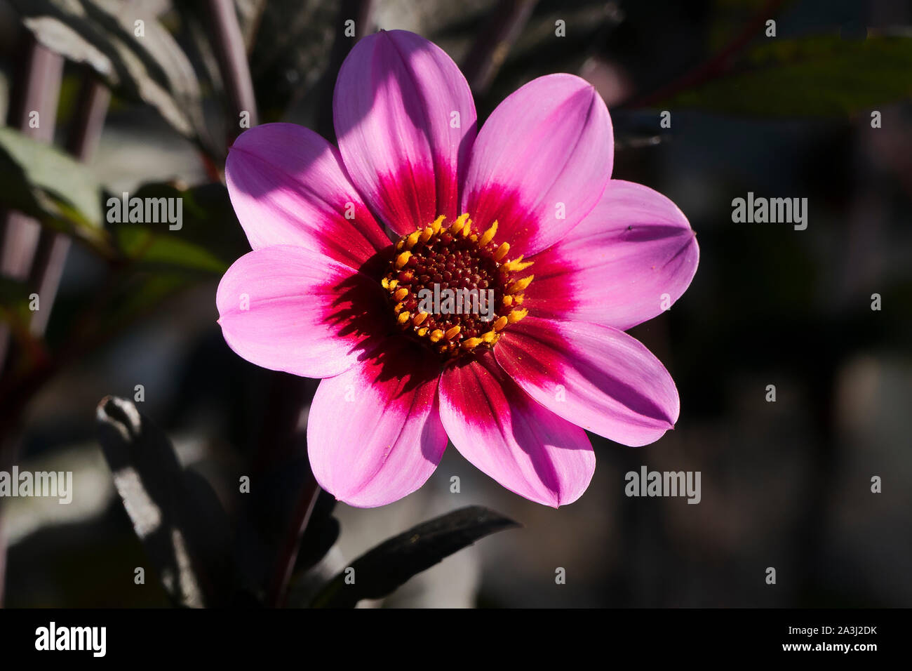 Dahlie Happy Single Wink einzelne Blume in Großbritannien im September Stockfoto