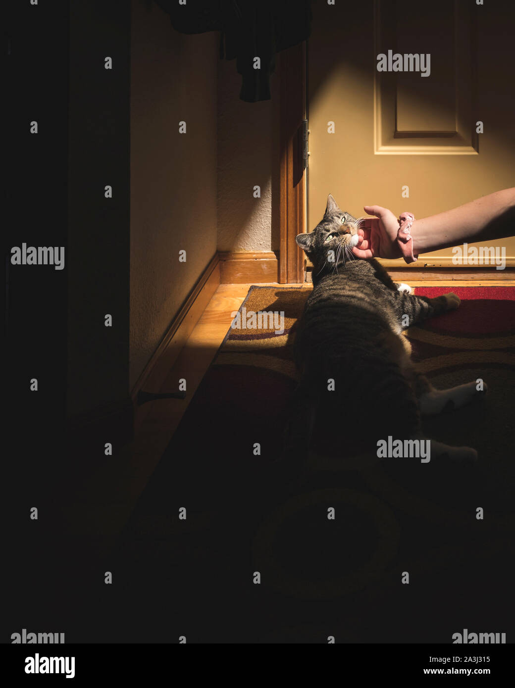 Mädchen Hand Kratzer Kinn Calico Katze liegend auf Matte in Patch von Licht Stockfoto