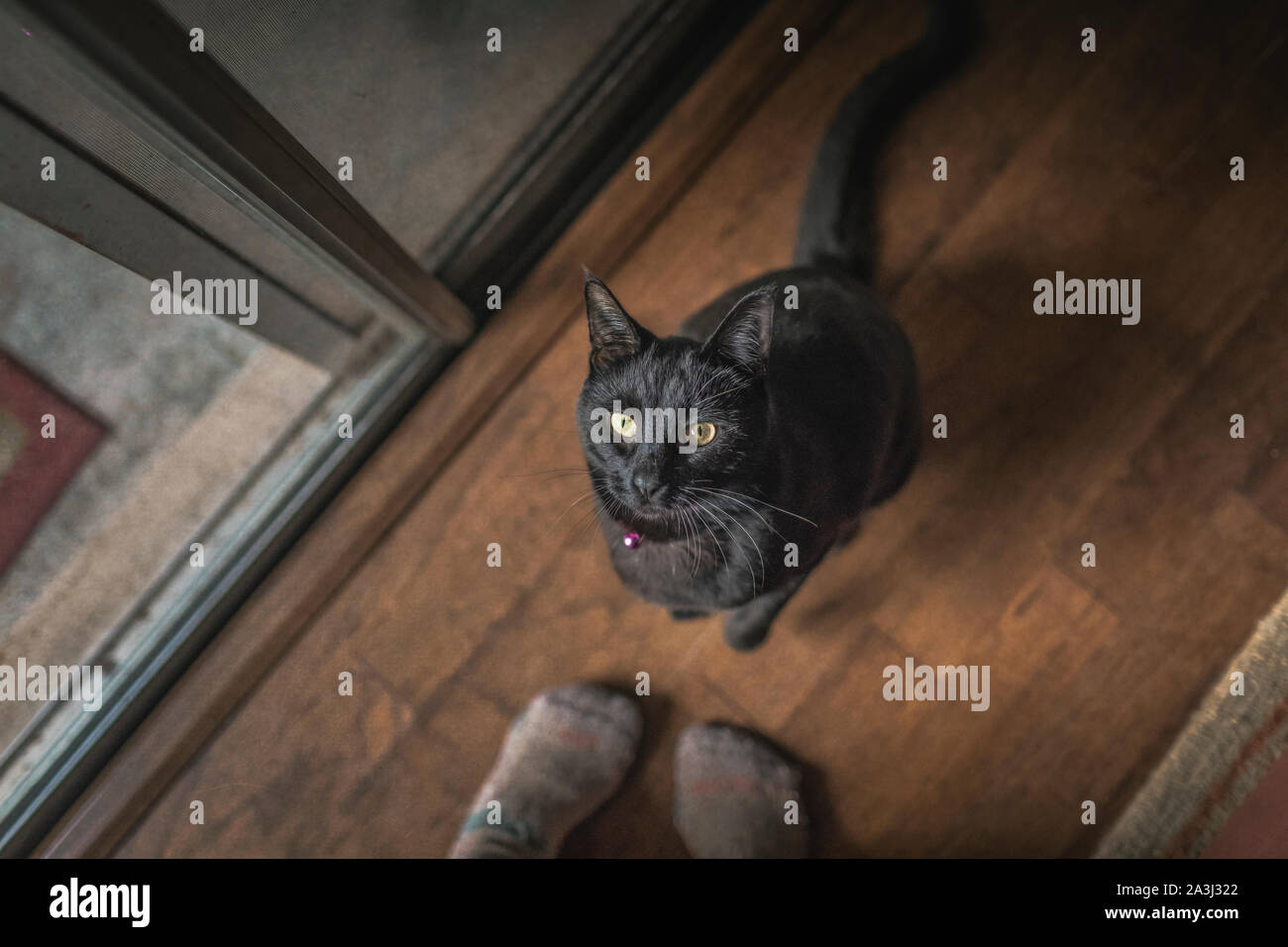 Schwarze Katze sitzt auf Holzboden auf der Eigentümer Füßen und schaut nach oben Stockfoto
