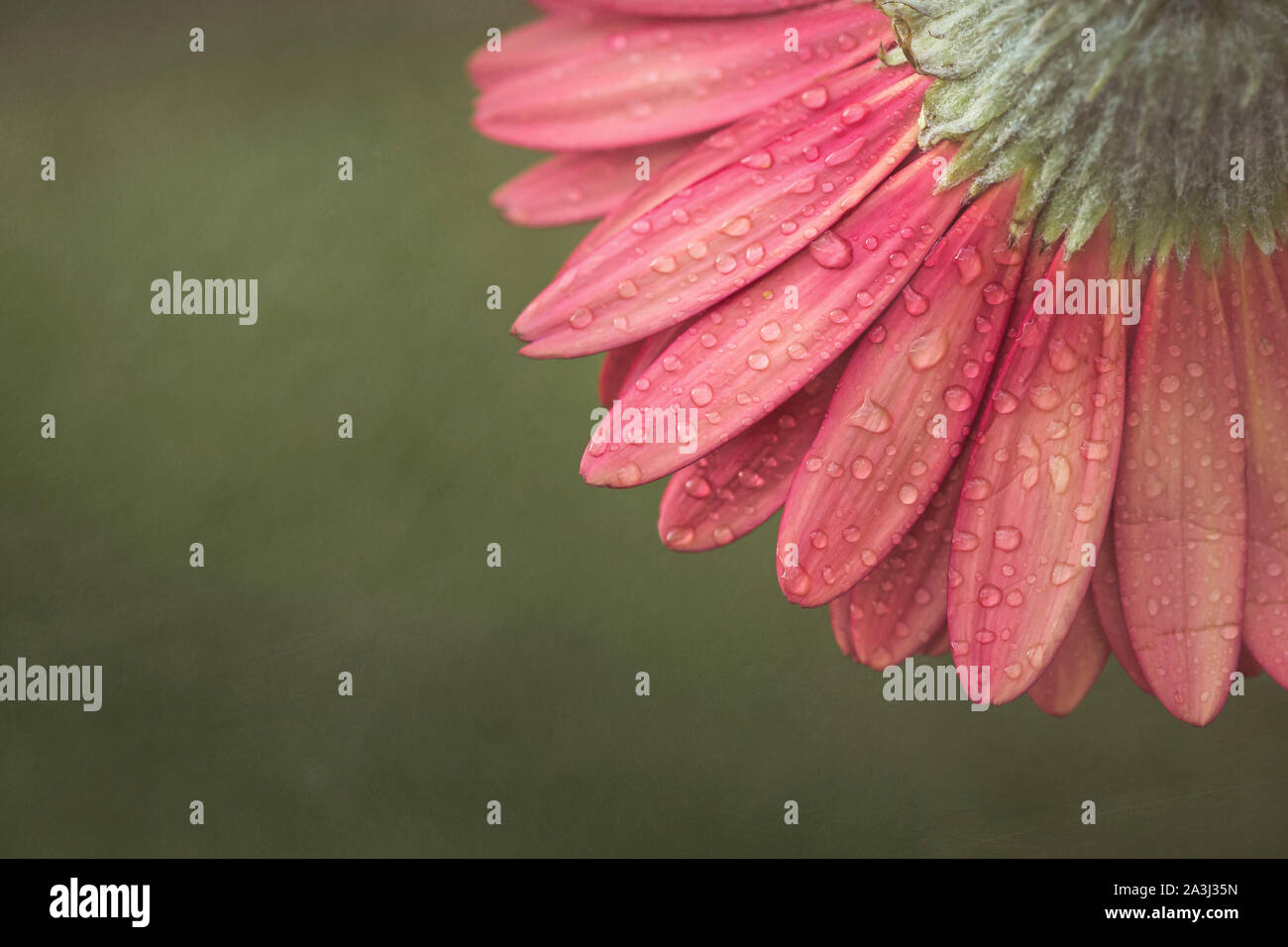 Preppy Pink und Grün Blume Nahaufnahme Makro mit Wassertropfen Stockfoto