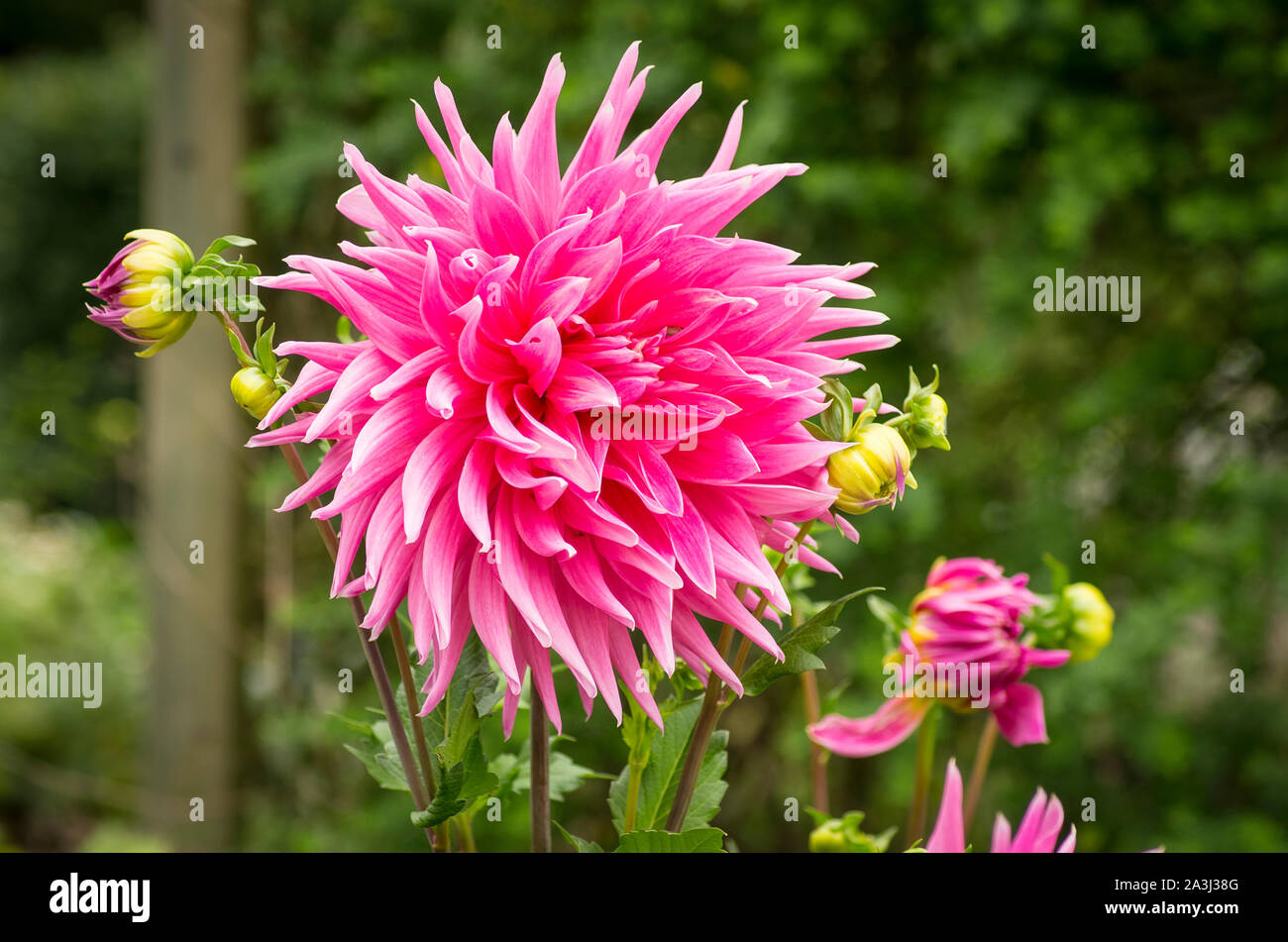 Rosa Farbe Der grossblütige Dahlien Hollyhill Big Pink in einem Englischen Garten im September in Großbritannien Stockfoto