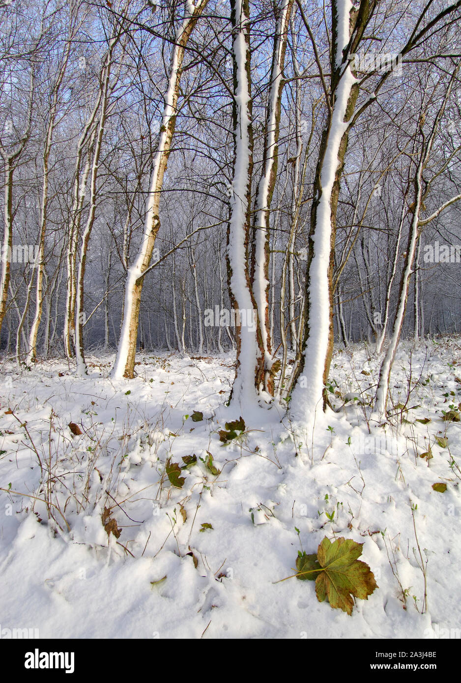 Erster Schnee im November in der Nähe von Honiton in East Devon Stockfoto