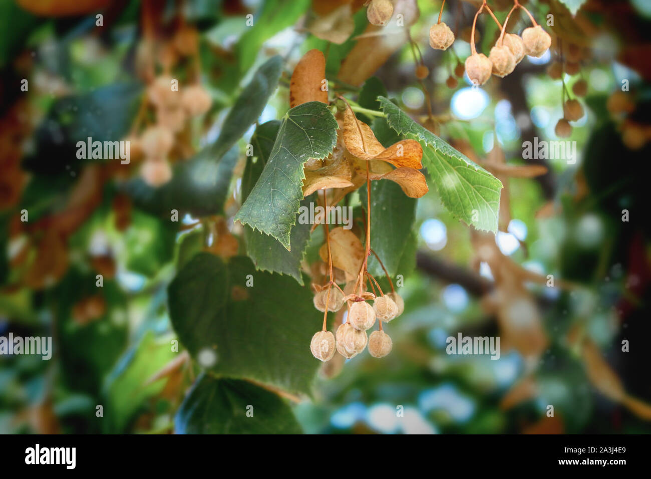 Linden Samen auf einen Baum im frühen Herbst Stockfoto