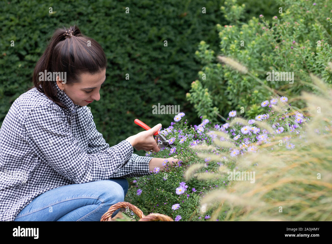 Frau ernte Fotos und Bildmaterial in hoher Auflösung Alamy