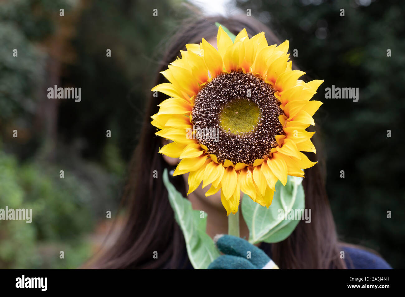 Frau mit Sonnenblume vor dem Angesicht Stockfoto