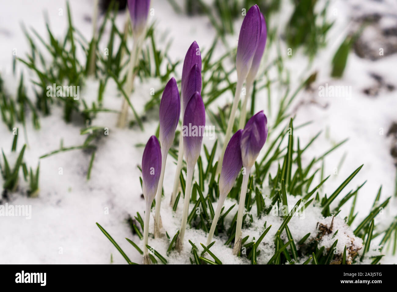 Krokusse eis Fotos und Bildmaterial in hoher Auflösung Alamy