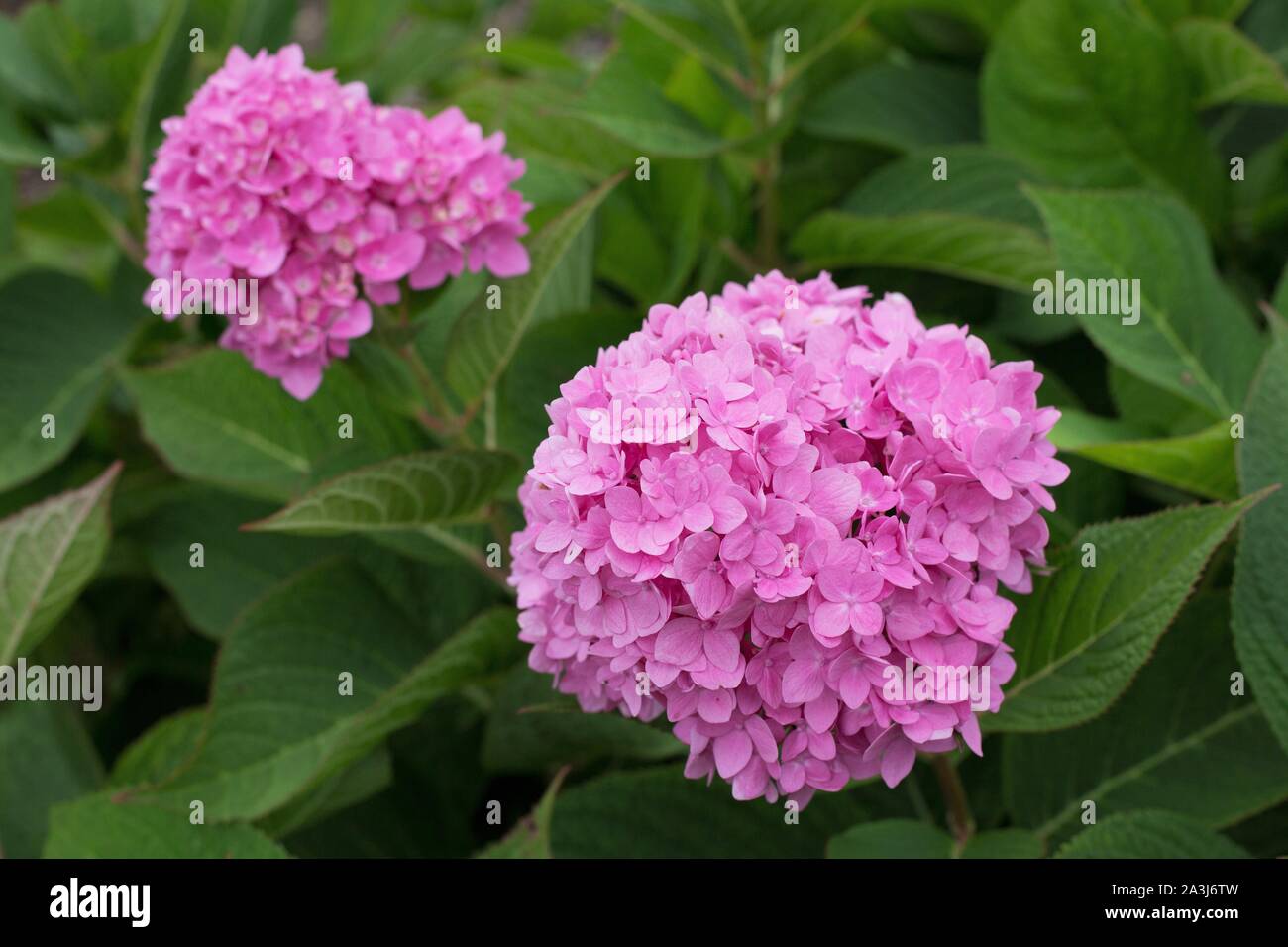Hydrangea Macrophylla 'Bailmer 'Endless Summer. Stockfoto