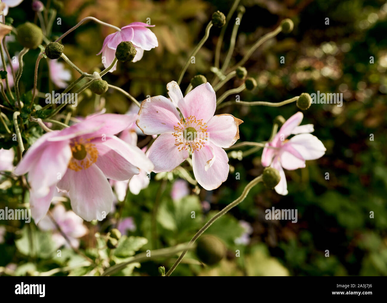 Schönen japanischen Anemone Blumen (Anemone hupehensis) hängen in der Herbstsonne. Stockfoto