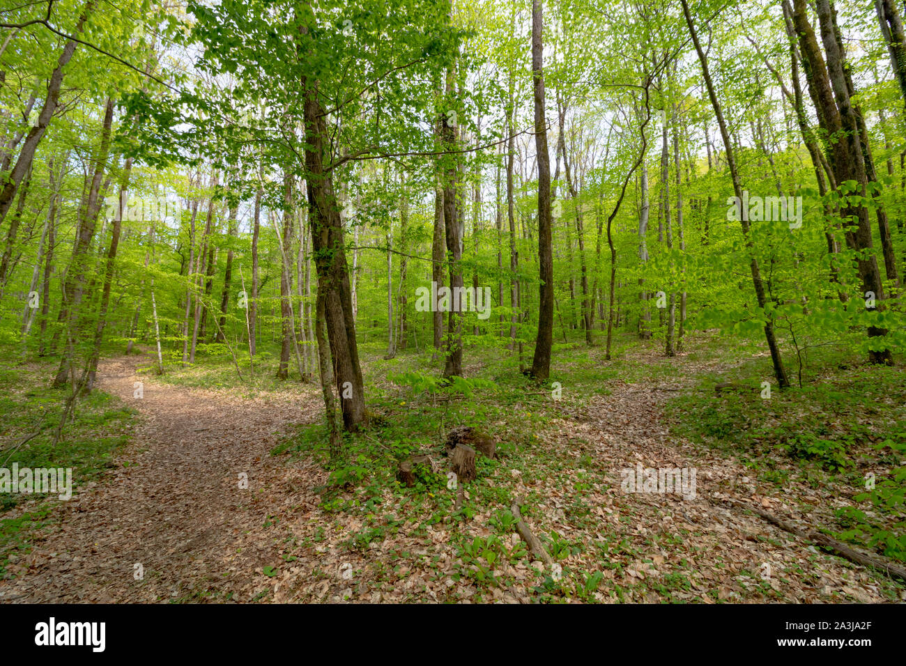 Weg im Wald Stockfoto