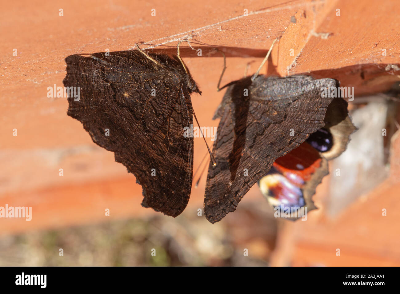 Peacock Schmetterlinge (Nymphalis io). Zwei Schmetterlinge, zu den Inneren, Unterseite klammert, dachfläche von Geflügel Nistkasten. Nacht oder Tag Zeit Zuflucht. Stockfoto