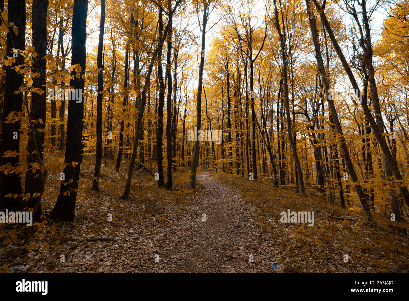 Pfad im Wald im Herbst Stockfoto
