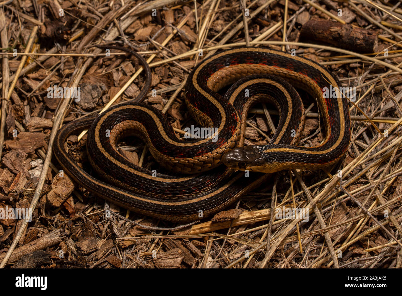 Rot-seitig Gartersnake (Thamnophis sirtalis Parietalis) von Yuma County, Colorado, USA. Stockfoto