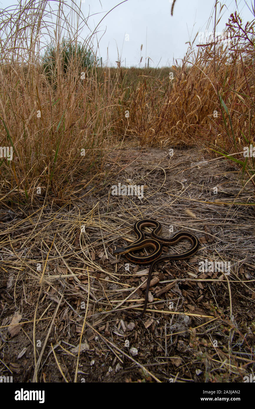 Rot-seitig Gartersnake (Thamnophis sirtalis Parietalis) von Yuma County, Colorado, USA. Stockfoto