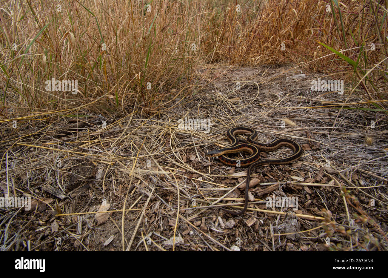 Rot-seitig Gartersnake (Thamnophis sirtalis Parietalis) von Yuma County, Colorado, USA. Stockfoto