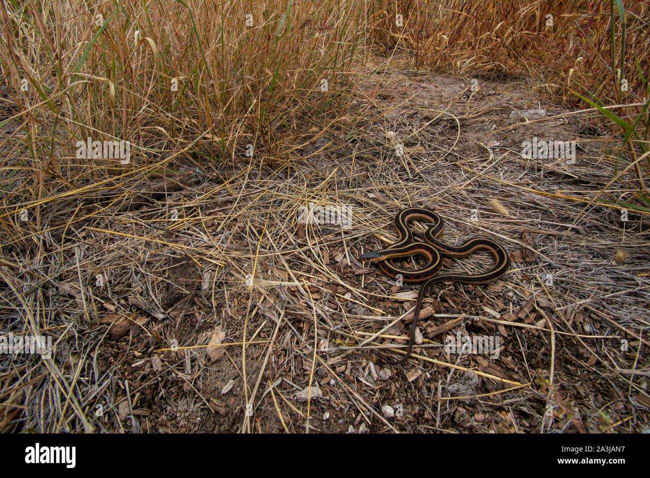 Rot-seitig Gartersnake (Thamnophis sirtalis Parietalis) von Yuma County, Colorado, USA. Stockfoto